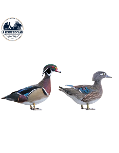 Couple - Canard Carolin