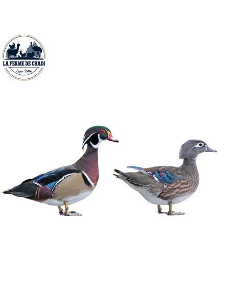Couple - Canard Carolin