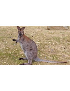 kangourou wallaby