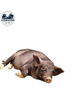 Cochon Nain du Vietnam