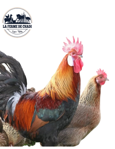 Poussin Leghorn dorée