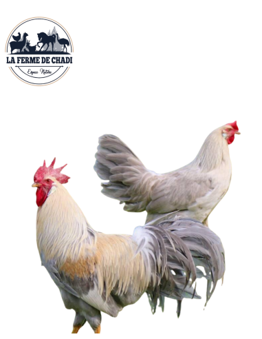 Poussin Leghorn isabelle