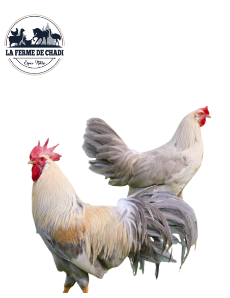 Poussin Leghorn isabelle