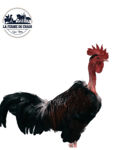 Poussin Cou-nu