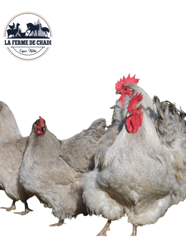 Poussin Orpington lavande