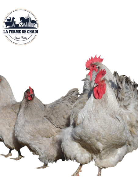 Poussin Orpington lavande