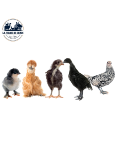 Poussin Orpington lavande 2