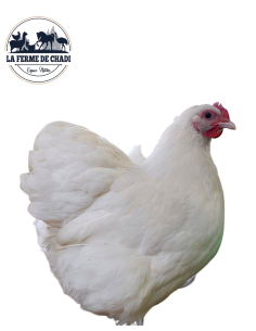 Poussin orpington blanc