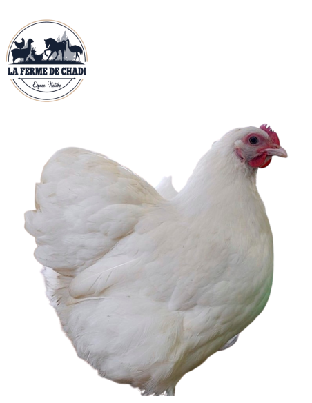 Poussin orpington blanc