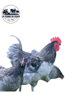 Poussin Australorp bleu