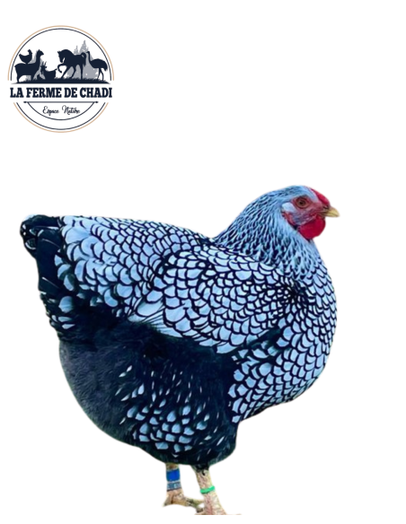 Poussin Wyandotte argente