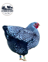 Wyandotte argente - couple