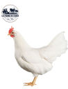 Poussin Leghorn blanc