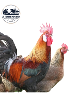 Leghorn dore - couple