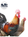 Leghorn dore - couple