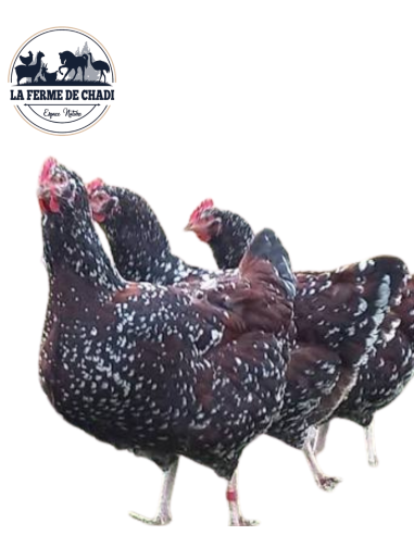 Sussex tricolore - Couple