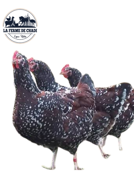 Sussex tricolore - Couple