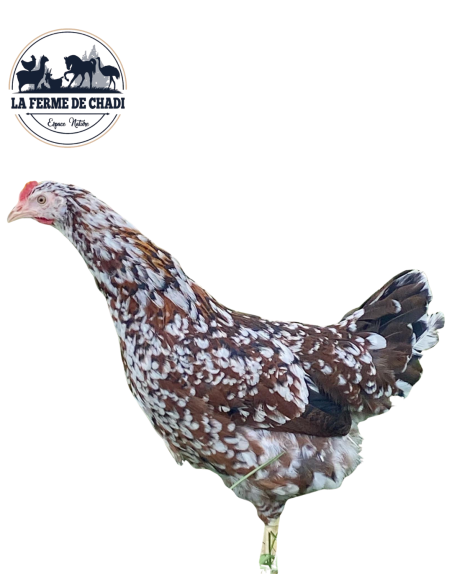 Leghorn MilleFleurs - Couple