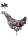 Leghorn MilleFleurs - Couple