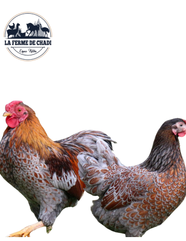 Wyandotte liseré bleu - couple