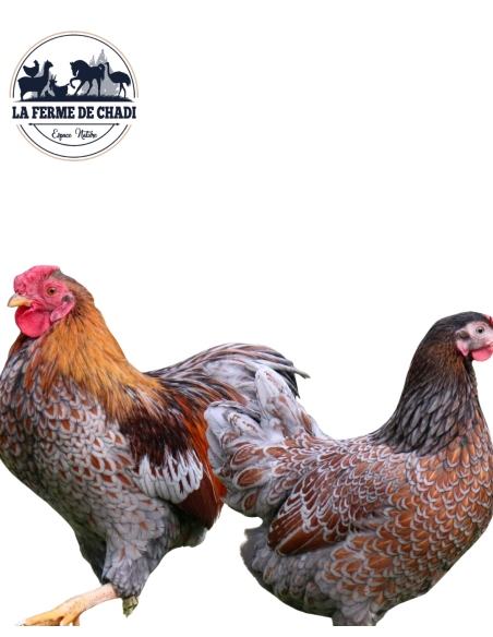 Wyandotte liseré bleu - couple