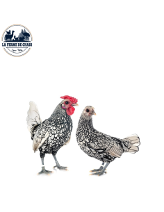 Sebright - couple