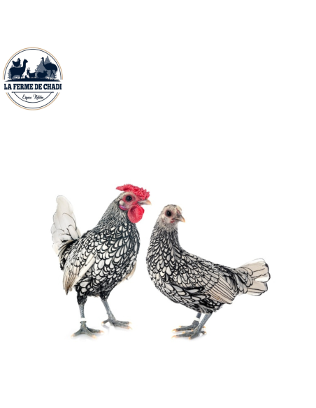 Sebright - couple