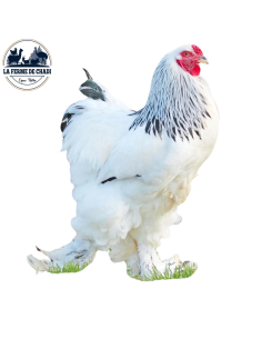 Brahma blanche herminée