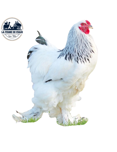 Brahma blanche herminée