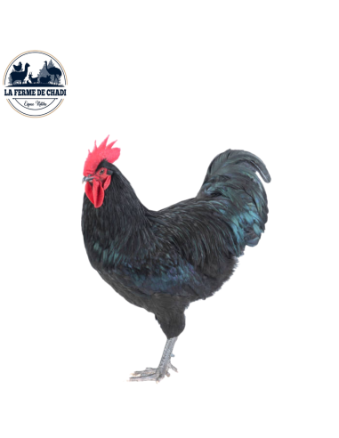 Australorp