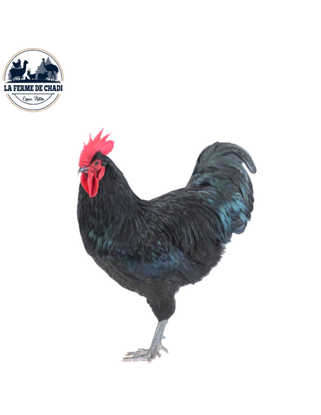 Australorp