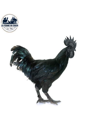 Poussin Cemani