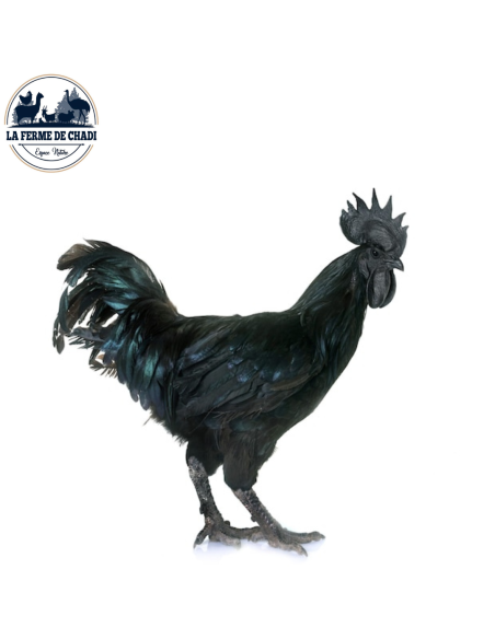 Poussin Cemani