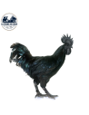 Poussin Cemani