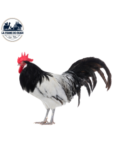 poussin lakenvelder