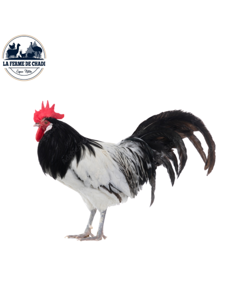 poussin lakenvelder