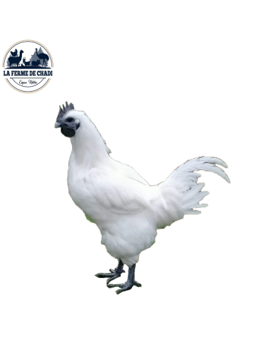 Poussin Ga-Hmong