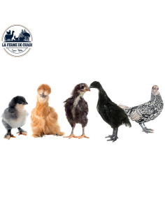 Poussin de soie 2