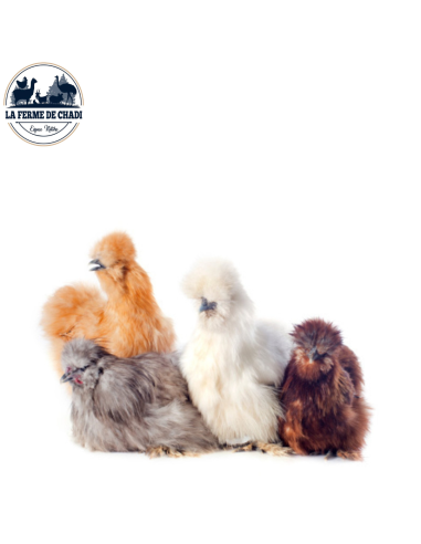 Poussin de soie