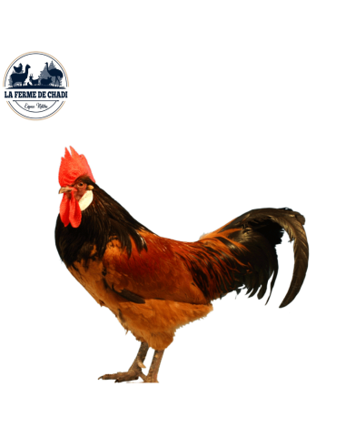 Poussin Vorwerk