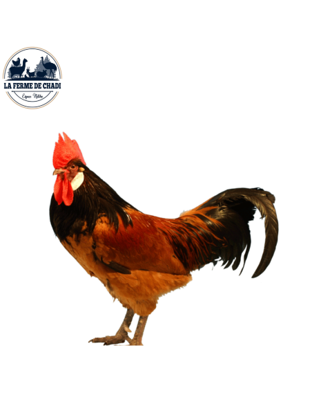 Poussin Vorwerk