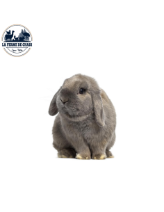 Lapin Belier