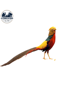 Couple - Faisan doré