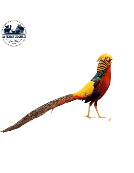 Couple - Faisan doré