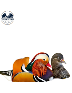 Couple - canard mandarin