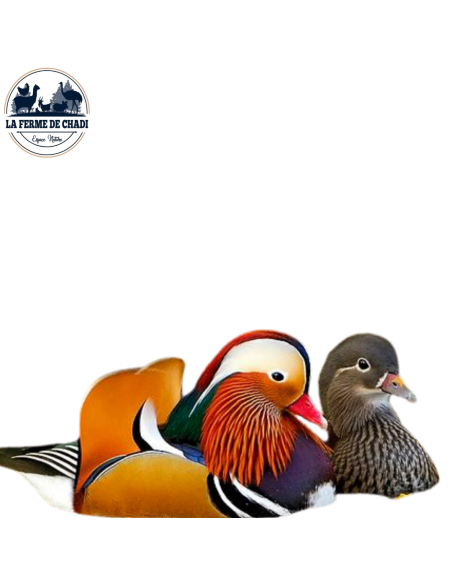 Couple - canard mandarin